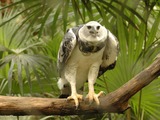 American Eagle aguila Harpy harpia Harpia_harpyja_-Belize_Zoo-8
