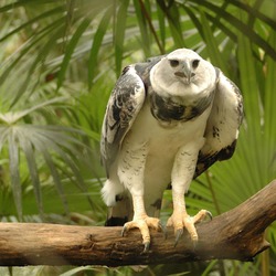 American Eagle aguila Harpy harpia Harpia_harpyja_-Belize_Zoo-8