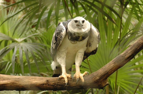 American Eagle aguila Harpy harpia Harpia_harpyja_-Belize_Zoo-8