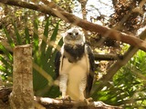 American Harpy Eagle harpia aguila Harpia_harpyja_-Belize_Zoo-8a