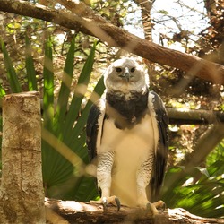 American Harpy Eagle harpia aguila Harpia_harpyja_-Belize_Zoo-8a