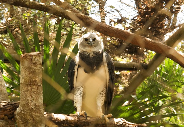 American Harpy Eagle harpia aguila Harpia_harpyja_-Belize_Zoo-8a