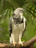 American aguila Eagle harpia Harpy Harpia_harpyja_-Belize_Zoo-8b