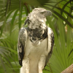American aguila Eagle harpia Harpy Harpia_harpyja_-Belize_Zoo-8b