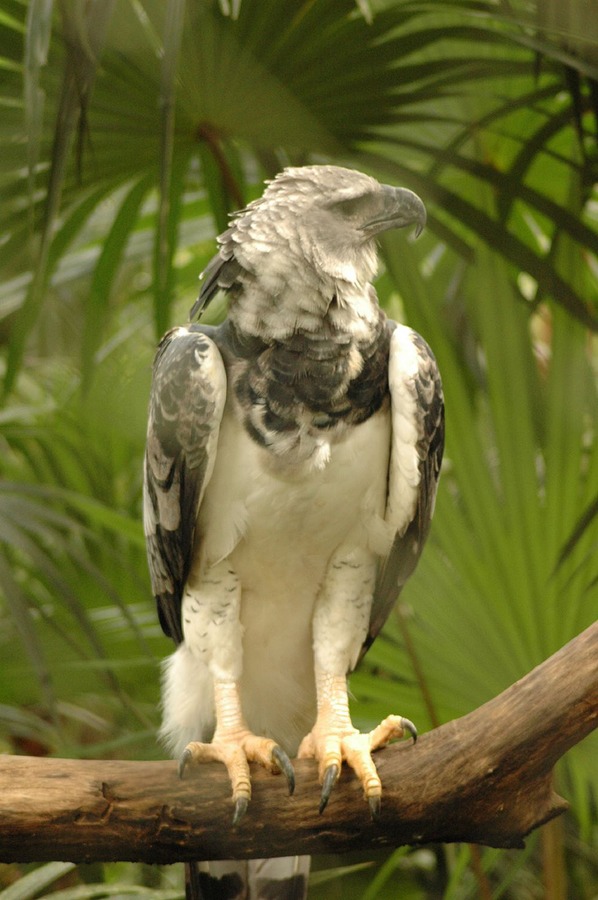 American aguila Eagle harpia Harpy Harpia_harpyja_-Belize_Zoo-8b