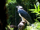 American aguila Eagle harpia Harpy Harpy aguila American Eagle harpia Harpia_harpyja_-Fort_Worth_Zoo_-side-8a