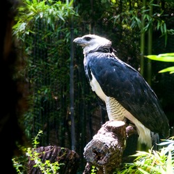 American aguila Eagle harpia Harpy Harpy aguila American Eagle harpia Harpia_harpyja_-Fort_Worth_Zoo_-side-8a