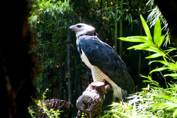 American aguila Eagle harpia Harpy Harpy aguila American Eagle harpia Harpia_harpyja_-Fort_Worth_Zoo_-side-8a