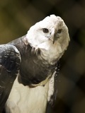 American harpia Eagle Harpy aguila Harpia_harpyja_-captive_-upper_body-6a