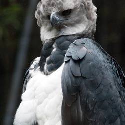 American harpia Harpy Eagle aguila Harpia_harpyja_-Fort_Worth_Zoo,_Texas,_USA-8a