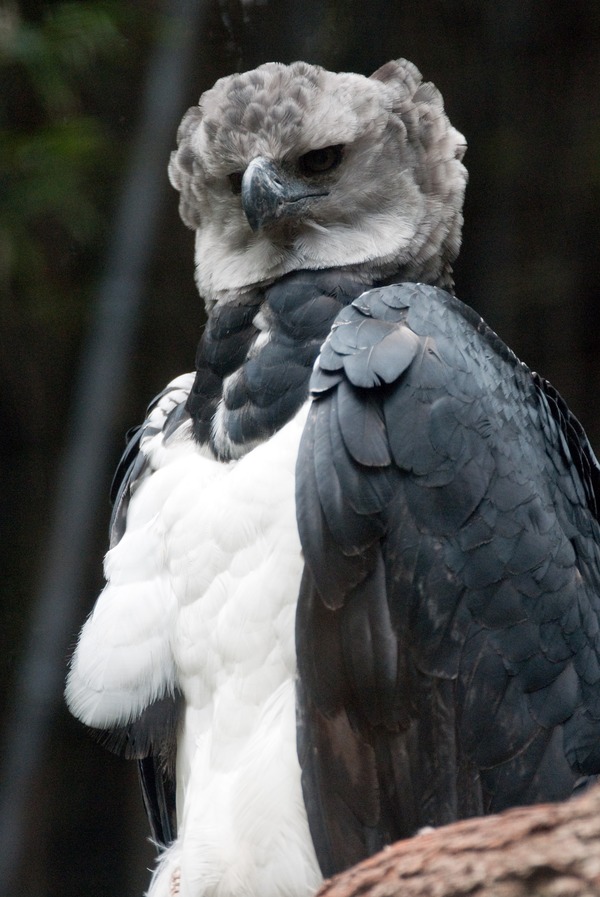 American harpia Harpy Eagle aguila Harpia_harpyja_-Fort_Worth_Zoo,_Texas,_USA-8a