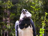 American harpia aguila Eagle Harpy Harpia_harpyja_-Fort_Worth_Zoo_-upper_body-6a