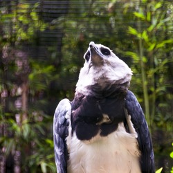 American harpia aguila Eagle Harpy Harpia_harpyja_-Fort_Worth_Zoo_-upper_body-6a