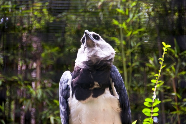 American harpia aguila Eagle Harpy Harpia_harpyja_-Fort_Worth_Zoo_-upper_body-6a