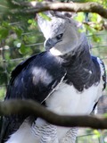 American harpia aguila Harpy Eagle Harpia_harpyja_-Florida,_USA_-captive-8a