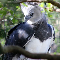 American harpia aguila Harpy Eagle Harpia_harpyja_-Florida,_USA_-captive-8a