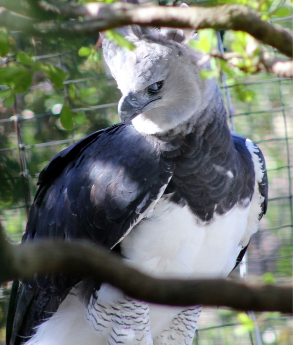 American harpia aguila Harpy Eagle Harpia_harpyja_-Florida,_USA_-captive-8a