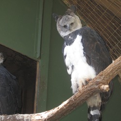 Eagle American harpia Harpy aguila Harpy_Eagle_-Oklahoma_Zoo-6a