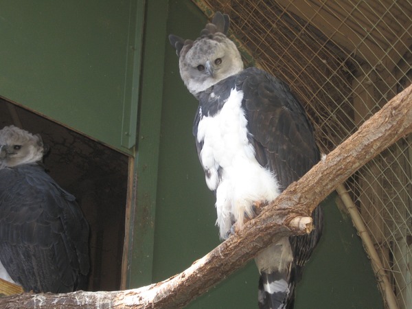 Eagle American harpia Harpy aguila Harpy_Eagle_-Oklahoma_Zoo-6a