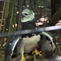 Eagle Harpy aguila harpia American Harpia_harpyja_-Fort_Worth_Zoo-6a