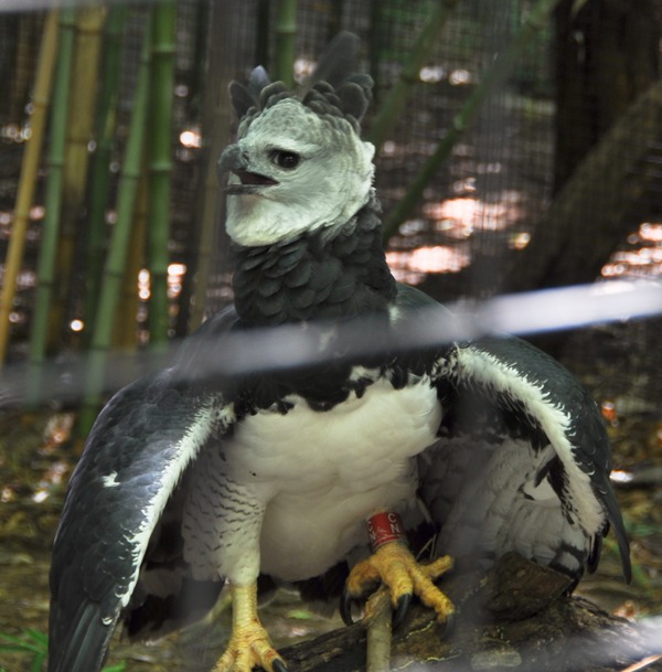 Eagle Harpy aguila harpia American Harpia_harpyja_-Fort_Worth_Zoo-6a