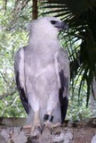 Harpy Eagle