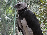 aguila American Eagle Harpy harpia Harpia_harpyja_-Summit_Park_-Panama-2004