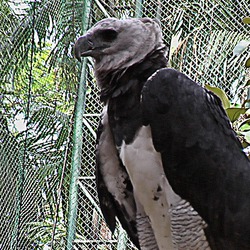aguila American Eagle Harpy harpia Harpia_harpyja_-Summit_Park_-Panama-2004