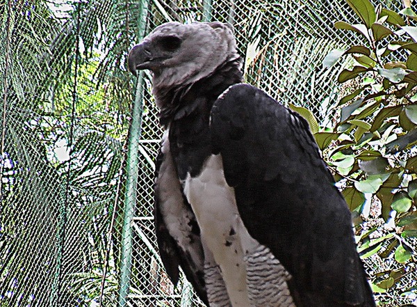 aguila American Eagle Harpy harpia Harpia_harpyja_-Summit_Park_-Panama-2004