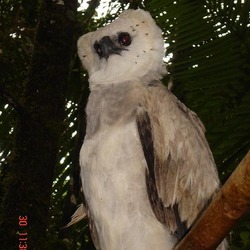 aguila American Harpy Eagle harpia Harpia_harpyja-30Nov2006