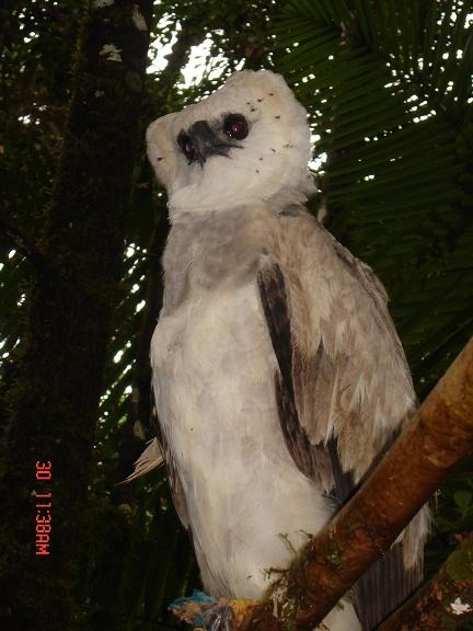 aguila American Harpy Eagle harpia Harpia_harpyja-30Nov2006