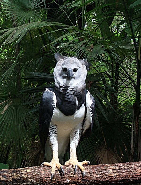 aguila Harpy harpia American Eagle Harpia_harpyja_-Belize-8a