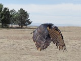 aguila Harpy harpia Eagle American Harpia_harpyja_-falconry_-flying-8a