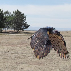 aguila Harpy harpia Eagle American Harpia_harpyja_-falconry_-flying-8a