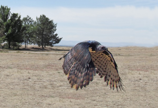 aguila Harpy harpia Eagle American Harpia_harpyja_-falconry_-flying-8a