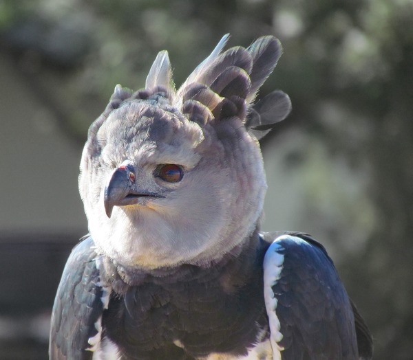 aguila harpia American Harpy Eagle Harpia_harpyja_-falconry_-head-8a