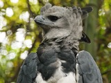 harpia Eagle aguila American Harpy Harpy Eagle American aguila harpia Harpia_harpyja_-Fort_Worth_Zoo,_Texas,_USA-8a_(1)