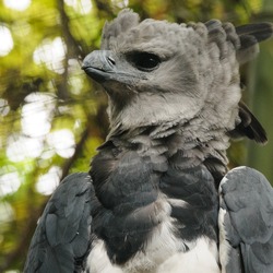 harpia Eagle aguila American Harpy Harpy Eagle American aguila harpia Harpia_harpyja_-Fort_Worth_Zoo,_Texas,_USA-8a_(1)