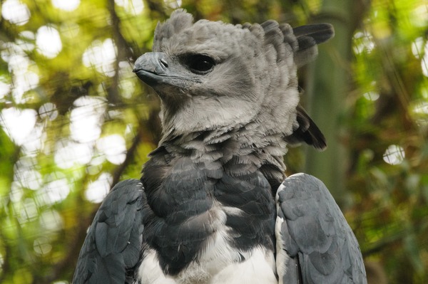 harpia Eagle aguila American Harpy Harpy Eagle American aguila harpia Harpia_harpyja_-Fort_Worth_Zoo,_Texas,_USA-8a_(1)