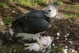 Harpy Eagle