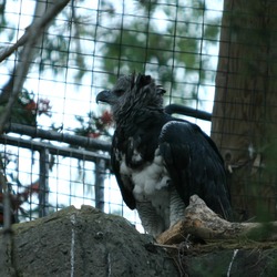 harpia Eagle aguila Harpy American Harpy aguila harpia Eagle American Harpia_harpyja_-San_Diego_Zoo-6