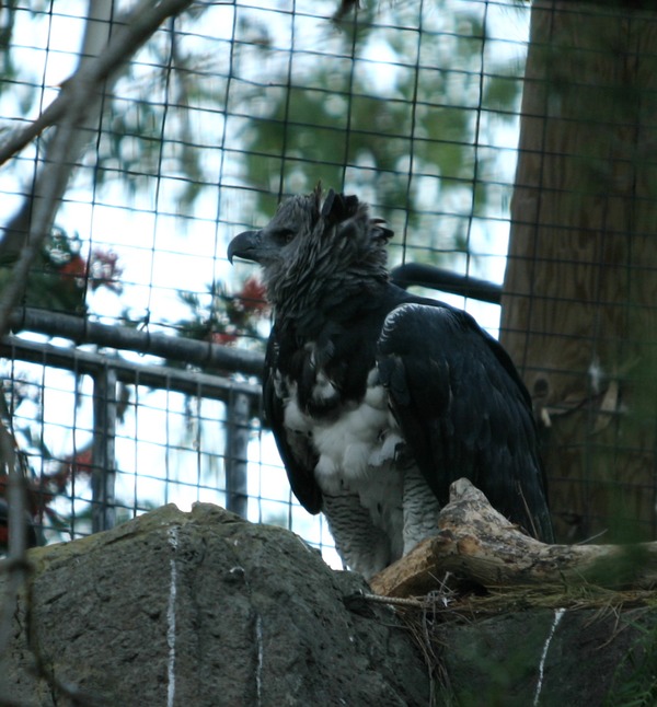 harpia Eagle aguila Harpy American Harpy aguila harpia Eagle American Harpia_harpyja_-San_Diego_Zoo-6