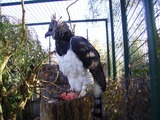 Harpy Eagle