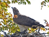 African Martial avian bird photo Eagle Martial_Eagle_(Polemaetus_bellicosus)_-_Flickr_-_Lip_Kee_(6)