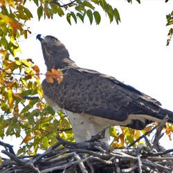 African Martial avian bird photo Eagle Martial_Eagle_(Polemaetus_bellicosus)_-_Flickr_-_Lip_Kee_(6)