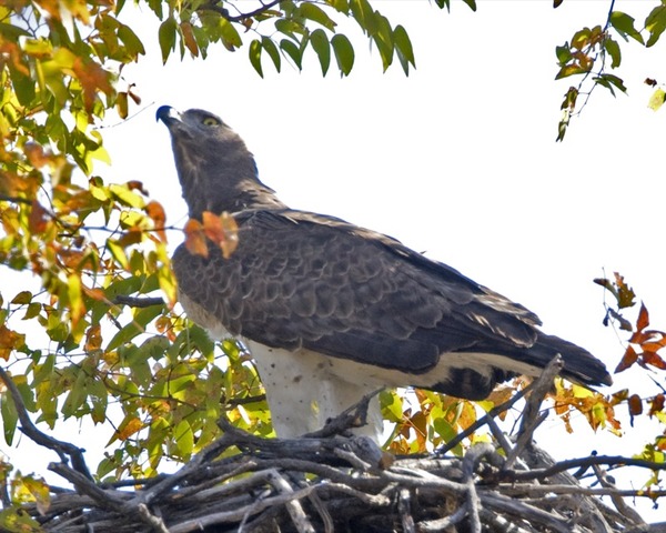 African Martial avian bird photo Eagle Martial_Eagle_(Polemaetus_bellicosus)_-_Flickr_-_Lip_Kee_(6)