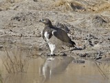 African avian Eagle photo bird Martial Martial_Eagle_(Polemaetus_bellicosus)_-_Flickr_-_Lip_Kee_(1)