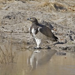 African avian Eagle photo bird Martial Martial_Eagle_(Polemaetus_bellicosus)_-_Flickr_-_Lip_Kee_(1)