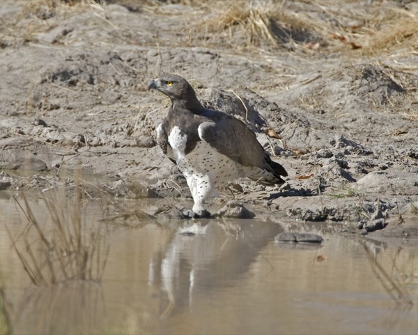 African avian Eagle photo bird Martial Martial_Eagle_(Polemaetus_bellicosus)_-_Flickr_-_Lip_Kee_(1)