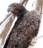 Martial Eagle
